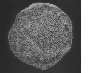 Specimen from Arlington Canyon, Santa Rosa Island, California, USA (12,800 - 13,100 cal BP) section through spherule